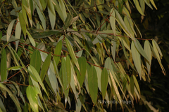 Cinnamomum heyneanum